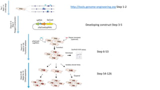 http://tools.genome-engineering.org Step 1-2
Developing construct Step 3-5
Step 6-53
Step 54-126
 