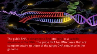 Guide Dna Crispr | PPTX