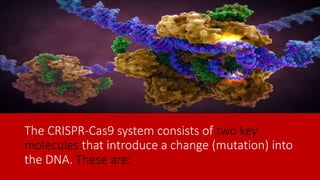 The CRISPR-Cas9 system consists of two key
molecules that introduce a change (mutation) into
the DNA. These are:
 