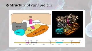 CRISPR | PPTX