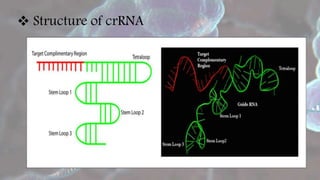CRISPR | PPTX