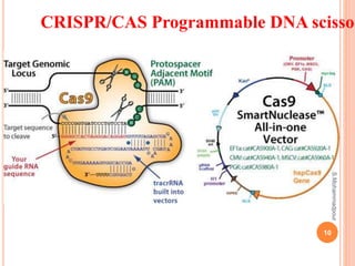 CRISPR/CAS Programmable DNA scissor
10
S.Mohammadpour
 