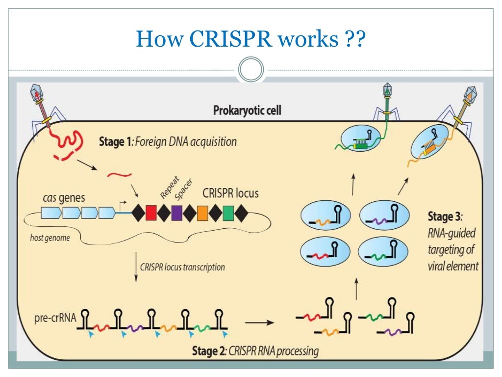 Clustered Regularly Interspaced Short Palindromic Repeats (CRISPR)