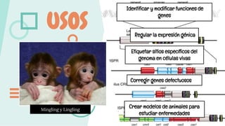 Identificar y modificar funciones de
genes
Regular la expresión génica
Etiquetar sitios específicos del
genoma en células vivas
Corregir genes defectuosos
Crear modelos de animales para
estudiar enfermedades
USOS
Mingling y Lingling
 