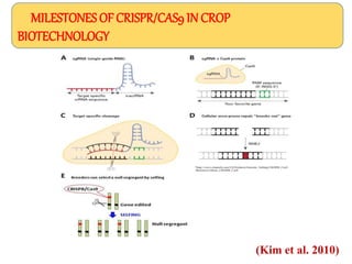 CRISPR – a novel tool for genome editing | PPTX