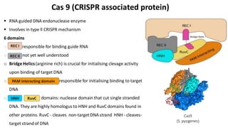 Cas 9 (CRISPR associated protein)
 RNA guided DNA endonuclease enzyme
 Involves in type ll CRISPR mechanism
6 domains
o REC I responsible for binding guide RNA
o REC II not yet well understood
o Bridge Helics (arginine rich) is crucial for initialising clevage activity
upon binding of target DNA
o PAM interacting domain: responsible for initialising binding to target
DNA
o HNH RuvC domains: nuclease domain that cut single stranded
DNA. They are highly homologus to HNH and RuvC domains found in
other proteins. RuvC - cleaves non-targetDNA strand HNH - cleaves-
targetstrandof DNA
Cas9
(S. pyogenes)
REC I
REC II
PAM interacting domain
HNH RuvC
 
