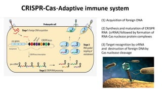 CRISPR-Cas-Adaptive immune system
(1) Acquisition of foreign DNA
(2) Synthesis and maturation of CRISPR
RNA (crRNA) followed by formation of
RNA-Cas nuclease protein complexes
(3) Target recognition by crRNA
and destruction of foreign DNAby
Cas nuclease cleavage
 