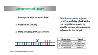 PAM (protospacer adjacent
motif)-specificity of crRNA for
the target is increased by
specific nucleotide sequences
adjacent to the target
 