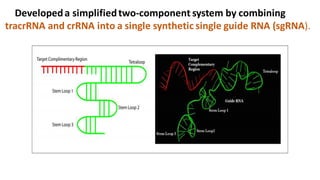Developeda simplifiedtwo-component system by combining
tracrRNA and crRNA into a single synthetic single guide RNA (sgRNA).
 