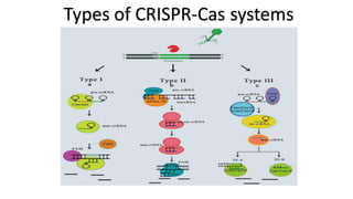 Types of CRISPR-Cas systems
 