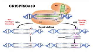 Non- Homologous
End Joining
Non- Homologous
End Joining
Homology Directed
Repair
Homology Directed
Repair
Non-
Homologous
End Joining
Homology
Directed
Repair
 