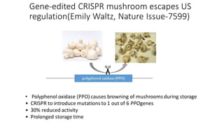 Gene-edited CRISPR mushroom escapes US
regulation(Emily Waltz, Nature Issue-7599)
• Polyphenol oxidase (PPO) causes browning of mushrooms during storage
• CRISPR to introduce mutations to 1 out of 6 PPOgenes
• 30% reduced activity
• Prolonged storage time
 