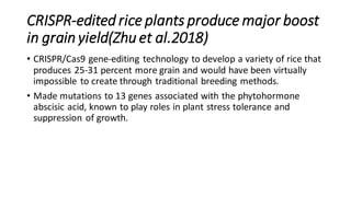 CRISPR-edited rice plants produce major boost
in grain yield(Zhu et al.2018)
• CRISPR/Cas9 gene-editing technology to develop a variety of rice that
produces 25-31 percent more grain and would have been virtually
impossible to create through traditional breeding methods.
• Made mutations to 13 genes associated with the phytohormone
abscisic acid, known to play roles in plant stress tolerance and
suppression of growth.
 