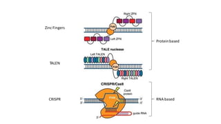 Proteinbased
RNA based
Zinc Fingers
TALEN
CRISPR
 