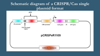Schematic diagram of a CRISPR/Cas single
plasmid format
 