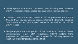 • CRISPR system incorporates sequences from invading DNA between
CRISPR repeat sequences encoded as arrays within the host genome
• Transcripts from the CRISPR repeat arrays are processed into CRISPR
RNAs (crRNAs) having a variable sequence transcribed from the invading
DNA, known as the “protospacer” sequence, as well as part of the
CRISPR repeat
• The protospacer encoded portion of the crRNA directs cas9 to cleave
complementary target DNA sequences. CRISPR system from
Streptococcus pyogenes has been adapted for inducing sequence-
specific DSBs and targeted genome editing
 