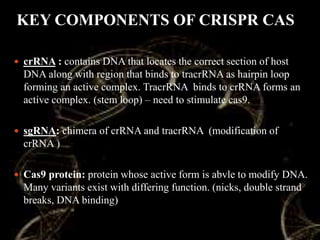 KEY COMPONENTS OF CRISPR CAS
 crRNA : contains DNA that locates the correct section of host
DNA along with region that binds to tracrRNA as hairpin loop
forming an active complex. TracrRNA binds to crRNA forms an
active complex. (stem loop) – need to stimulate cas9.
 sgRNA: chimera of crRNA and tracrRNA (modification of
crRNA )
 Cas9 protein: protein whose active form is abvle to modify DNA.
Many variants exist with differing function. (nicks, double strand
breaks, DNA binding)
 
