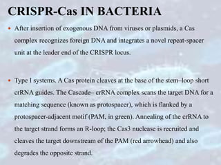 CRISPR-Cas IN BACTERIA
 After insertion of exogenous DNA from viruses or plasmids, a Cas
complex recognizes foreign DNA and integrates a novel repeat-spacer
unit at the leader end of the CRISPR locus.
 Type I systems. A Cas protein cleaves at the base of the stem–loop short
crRNA guides. The Cascade– crRNA complex scans the target DNA for a
matching sequence (known as protospacer), which is flanked by a
protospacer-adjacent motif (PAM, in green). Annealing of the crRNA to
the target strand forms an R-loop; the Cas3 nuclease is recruited and
cleaves the target downstream of the PAM (red arrowhead) and also
degrades the opposite strand.
 