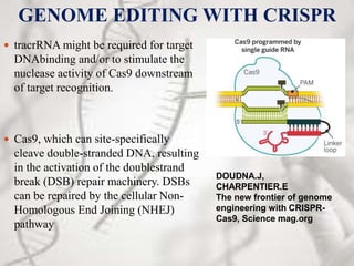 GENOME EDITING WITH CRISPR
 tracrRNA might be required for target
DNAbinding and/or to stimulate the
nuclease activity of Cas9 downstream
of target recognition.
 Cas9, which can site-specifically
cleave double-stranded DNA, resulting
in the activation of the doublestrand
break (DSB) repair machinery. DSBs
can be repaired by the cellular Non-
Homologous End Joining (NHEJ)
pathway
DOUDNA.J,
CHARPENTIER.E
The new frontier of genome
engineering with CRISPR-
Cas9, Science mag.org
 