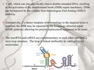  Cas9, which can site-specifically cleave double-stranded DNA, resulting
in the activation of the doublestrand break (DSB) repair machinery. DSBs
can be repaired by the cellular Non-Homologous End Joining (NHEJ)
pathway.
 Alternatively, if a donor template with homology to the targeted locus is
supplied, the DSB may be repaired by the homology-directed repair
(HDR) pathway allowing for precise replacement mutations to be made.
 The tracrRNA and crRNA are complementary to each other and form a
stem loop structure. The loop is linked artificially by adding GAAA
nucleotides.
 