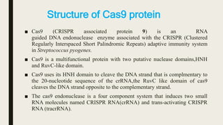 Structure of Cas9 protein
■ Cas9 (CRISPR associated protein 9) is an RNA
guided DNA endonuclease enzyme associated with the CRISPR (Clustered
Regularly Interspaced Short Palindromic Repeats) adaptive immunity system
in Streptococcus pyogenes.
■ Cas9 is a multifunctional protein with two putative nuclease domains,HNH
and RuvC-like domain.
■ Cas9 uses its HNH domain to cleave the DNA strand that is complmentary to
the 20-nucleotide sequence of the crRNA,the RuvC like domain of cas9
cleaves the DNA strand opposite to the complementary strand.
■ The cas9 endonuclease is a four component system that induces two small
RNA molecules named CRISPR RNA(crRNA) and trans-activating CRISPR
RNA (tracrRNA).
 