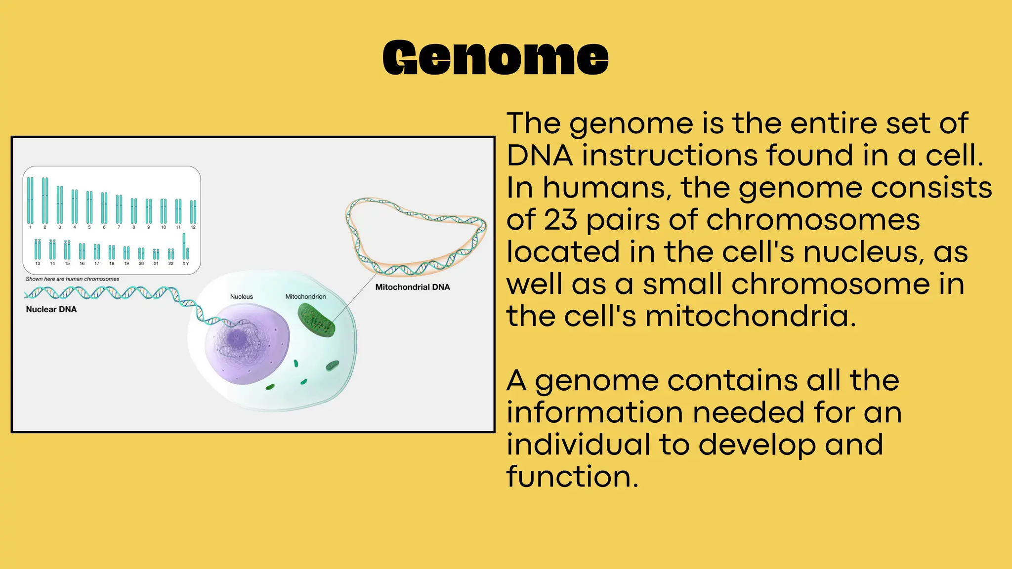 The genome is the entire set of
DNA instructions found in a cell.
In humans, the genome consists
of 23 pairs of chromosomes
located in the cell's nucleus, as
well as a small chromosome in
the cell's mitochondria.
A genome contains all the
information needed for an
individual to develop and
function.
Genome
 