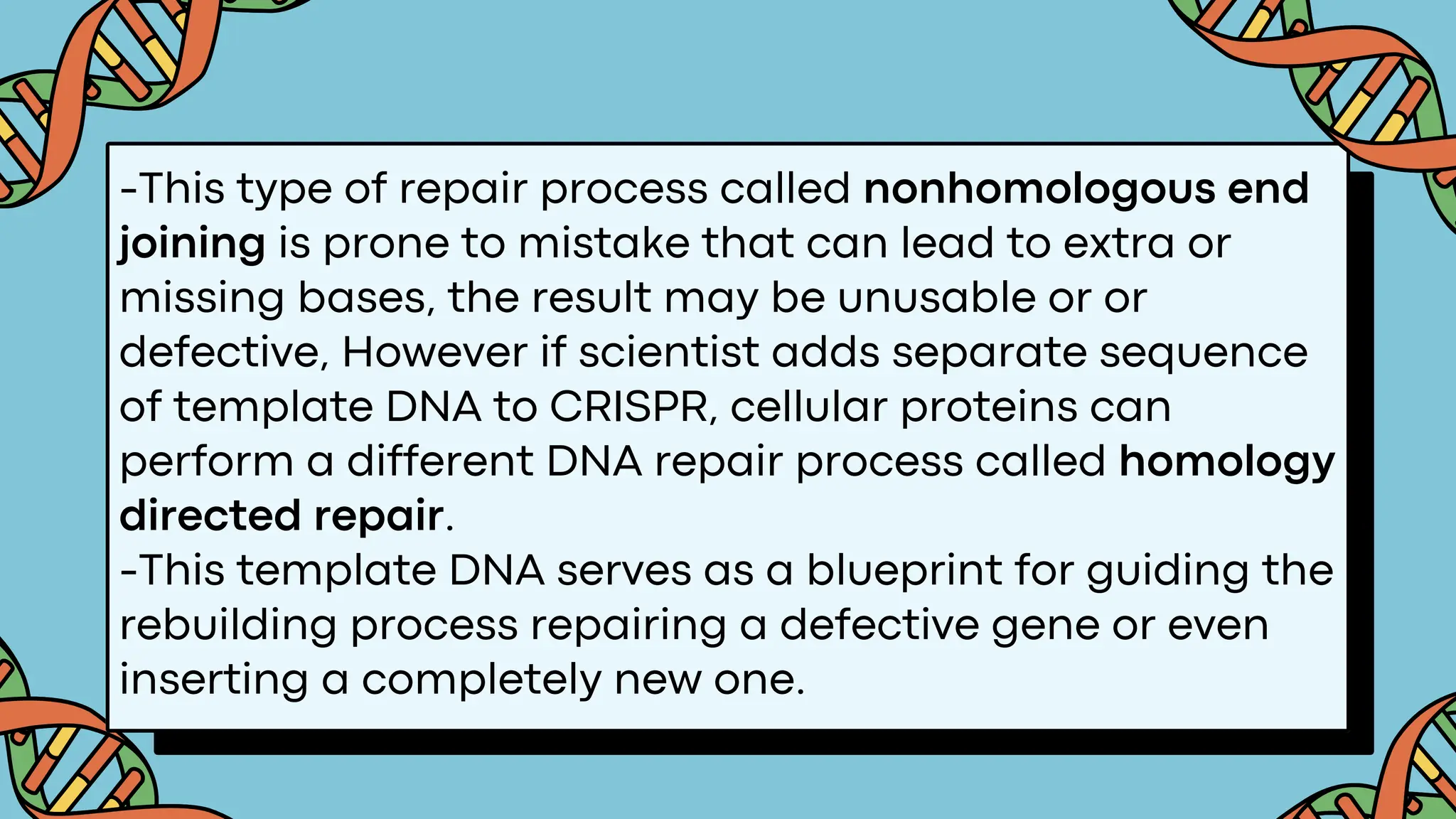 -This type of repair process called nonhomologous end
joining is prone to mistake that can lead to extra or
missing bases, the result may be unusable or or
defective, However if scientist adds separate sequence
of template DNA to CRISPR, cellular proteins can
perform a different DNA repair process called homology
directed repair.
-This template DNA serves as a blueprint for guiding the
rebuilding process repairing a defective gene or even
inserting a completely new one.
 