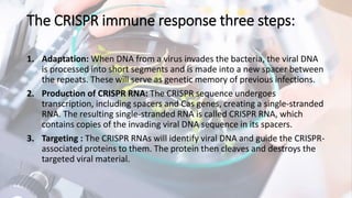 The CRISPR immune response three steps:
1. Adaptation: When DNA from a virus invades the bacteria, the viral DNA
is processed into short segments and is made into a new spacer between
the repeats. These will serve as genetic memory of previous infections.
2. Production of CRISPR RNA: The CRISPR sequence undergoes
transcription, including spacers and Cas genes, creating a single-stranded
RNA. The resulting single-stranded RNA is called CRISPR RNA, which
contains copies of the invading viral DNA sequence in its spacers.
3. Targeting : The CRISPR RNAs will identify viral DNA and guide the CRISPR-
associated proteins to them. The protein then cleaves and destroys the
targeted viral material.
 