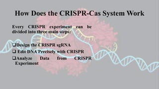 How Does the CRISPR-Cas System Work
Every CRISPR experiment can be
divided into three main steps:
Design the CRISPR sgRNA
 Edit DNA Precisely with CRISPR
Analyze Data from CRISPR
Experiment
 