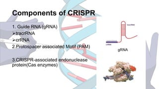 Components of CRISPR
1. Guide RNA (gRNA)
tracrRNA
crRNA
2.Protospacer associated Motif (PAM)
3.CRISPR-associated endonuclease
protein(Cas enzymes)
 