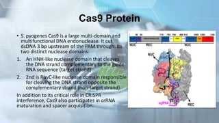 Cas9 Protein
• S. pyogenes Cas9 is a large multi-domain and
multifunctional DNA endonuclease. It cut
dsDNA 3 bp upstream of the PAM through. Its
two distinct nuclease domains:
1. An HNH-like nuclease domain that cleaves
the DNA strand complementary to the guide
RNA sequence (target strand)
2. 2nd is RuvC-like nuclease domain responsible
for cleaving the DNA strand opposite the
complementary strand (non-target strand).
In addition to its critical role in CRISPR
interference, Cas9 also participates in crRNA
maturation and spacer acquisition.
 