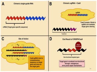 Crispr cas9 and applications of the technology | PPTX