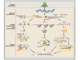 Crispr cas9 and applications of the technology | PPTX