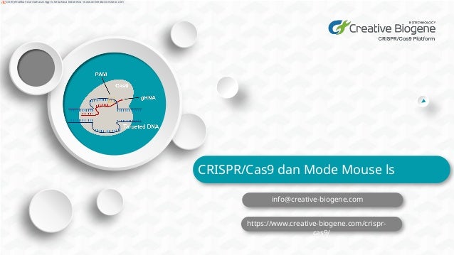 CRISPR/Cas9 dan Mode Mouse ls
info@creative-biogene.com
https://www.creative-biogene.com/crispr-
cas9/
Diterjemahkan dari bahasa Inggris ke bahasa Indonesia - www.onlinedoctranslator.com
 