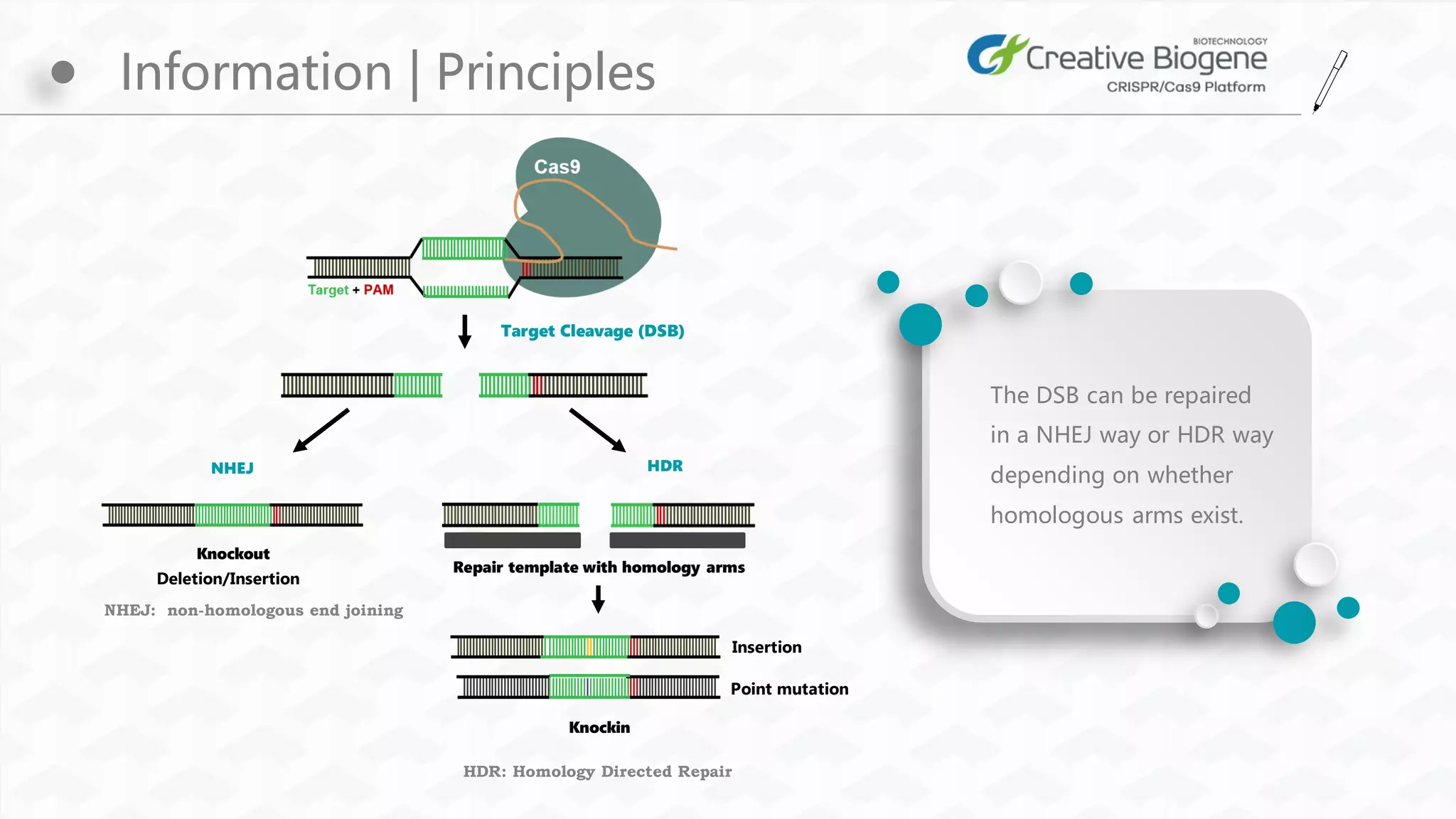 Crispr cas9 and mouse models | PDF
