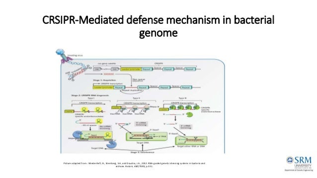 Nature Review Rna Editing Nature Review Rna Editing