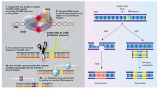 Crispr-Cas9 technology | PPTX