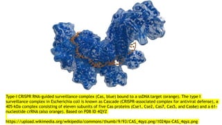Type-I CRISPR RNA-guided surveillance complex (Cas, blue) bound to a ssDNA target (orange). The type I
surveillance complex in Escherichia coli is known as Cascade (CRISPR-associated complex for antiviral defense), a
405-kDa complex consisting of eleven subunits of five Cas proteins (Cse1, Cse2, Cas7, Cas5, and Cas6e) and a 61-
nucleotide crRNA (also orange). Based on PDB ID 4QYZ
https://upload.wikimedia.org/wikipedia/commons/thumb/9/93/CAS_4qyz.png/1024px-CAS_4qyz.png
 