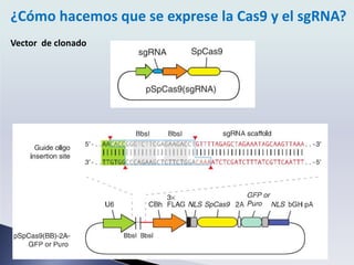 ¿Cómo hacemos que se exprese la Cas9 y el sgRNA?
Vector de clonado
 