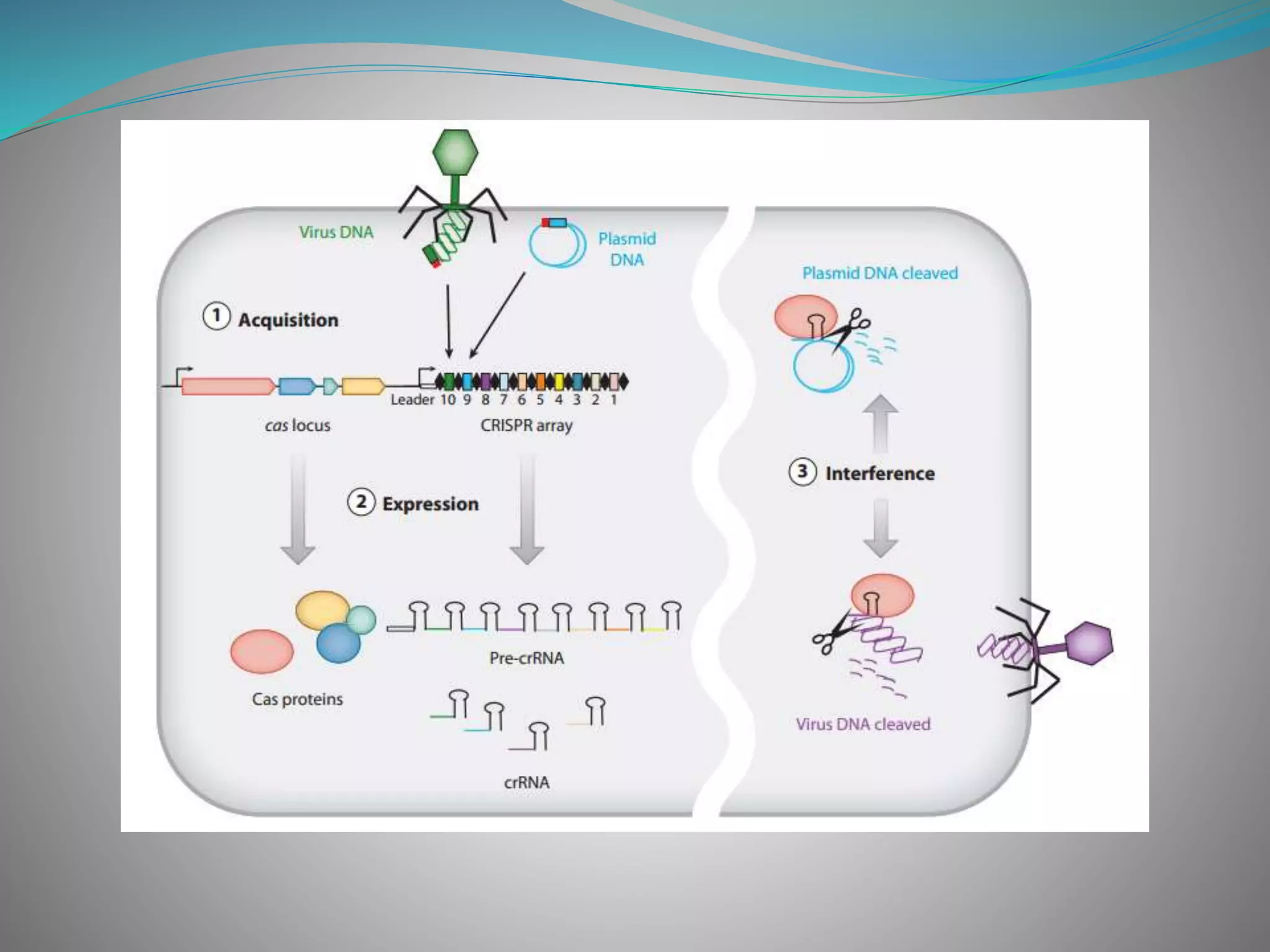 Crispr cas system | PPTX