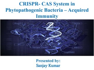 CRISPR- CAS System in
Phytopathogenic Bacteria – Acquired
Immunity
Presented by:
Sanjay Kumar
 