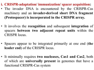 i. CRISPR-adaptation/ immunization/ spacer acquisition:
• The invader DNA is encountered by the CRISPR-Cas
machinery and an invader-derived short DNA fragment
(Protospacer) is incorporated in the CRISPR array.
• It involves the recognition and subsequent integration of
spacers between two adjacent repeat units within the
CRISPR locus.
• Spacers appear to be integrated primarily at one end (the
leader end) of the CRISPR locus.
• It minimally requires two nucleases, Cas1 and Cas2, both
of which are universally present in genomes that have a
functional CRISPR-Cas system
 