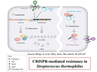 CRISPR-mediated resistance in
Streptococcus thermophilus
Source: Bhaya, D. et.al. 2011, Annu. Rev. Genet. 45:273–97
 