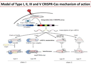 Model of Type I, II, III and V CRISPR-Cas mechanism of action
 