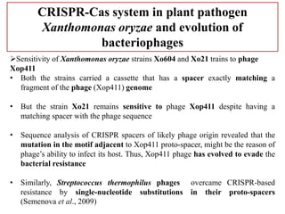 CRISPR-Cas system in plant pathogen
Xanthomonas oryzae and evolution of
bacteriophages
Sensitivity of Xanthomonas oryzae strains Xo604 and Xo21 trains to phage
Xop411
• Both the strains carried a cassette that has a spacer exactly matching a
fragment of the phage (Xop411) genome
• But the strain Xo21 remains sensitive to phage Xop411 despite having a
matching spacer with the phage sequence
• Sequence analysis of CRISPR spacers of likely phage origin revealed that the
mutation in the motif adjacent to Xop411 proto-spacer, might be the reason of
phage’s ability to infect its host. Thus, Xop411 phage has evolved to evade the
bacterial resistance
• Similarly, Streptococcus thermophilus phages overcame CRISPR-based
resistance by single-nucleotide substitutions in their proto-spacers
(Semenova et al., 2009)
 