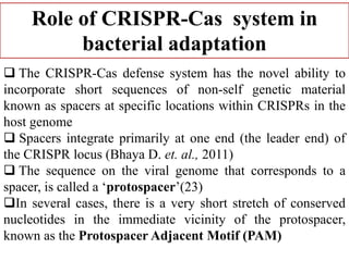 Role of CRISPR-Cas system in
bacterial adaptation
 The CRISPR-Cas defense system has the novel ability to
incorporate short sequences of non-self genetic material
known as spacers at specific locations within CRISPRs in the
host genome
 Spacers integrate primarily at one end (the leader end) of
the CRISPR locus (Bhaya D. et. al., 2011)
 The sequence on the viral genome that corresponds to a
spacer, is called a ‘protospacer’(23)
In several cases, there is a very short stretch of conserved
nucleotides in the immediate vicinity of the protospacer,
known as the Protospacer Adjacent Motif (PAM)
 