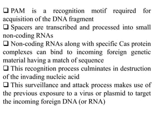  PAM is a recognition motif required for
acquisition of the DNA fragment
 Spacers are transcribed and processed into small
non-coding RNAs
 Non-coding RNAs along with specific Cas protein
complexes can bind to incoming foreign genetic
material having a match of sequence
 This recognition process culminates in destruction
of the invading nucleic acid
 This surveillance and attack process makes use of
the previous exposure to a virus or plasmid to target
the incoming foreign DNA (or RNA)
 