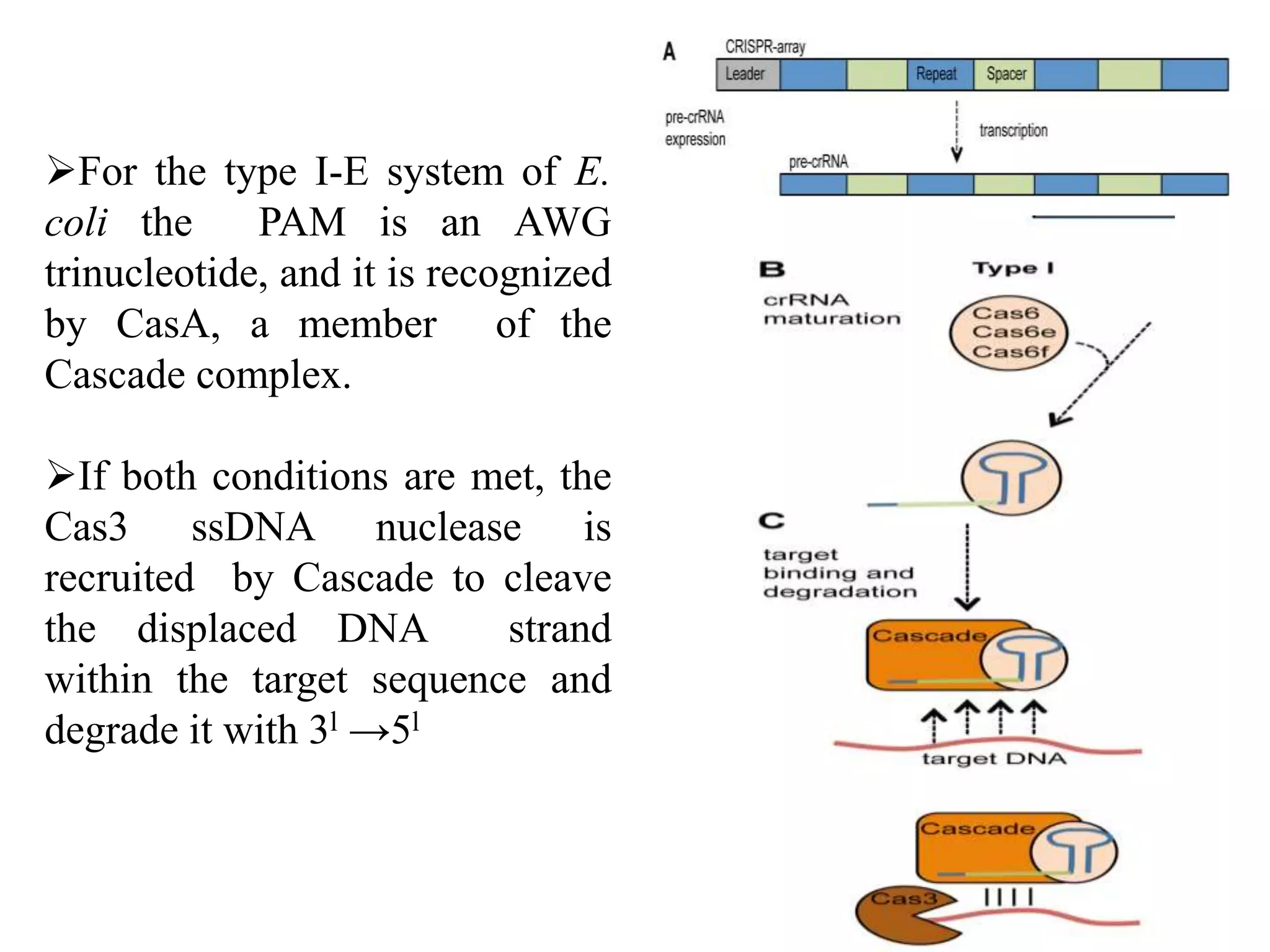 Crispr m.raveendra reddy | PPTX