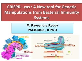 CRISPR - cas : A New tool for Genetic
Manipulations from Bacterial Immunity
Systems
1
M. Raveendra Reddy
PALB-5033 , II Ph D
Viral SS DNA
RNA Guide
CRISPR Cascade
subunit
 