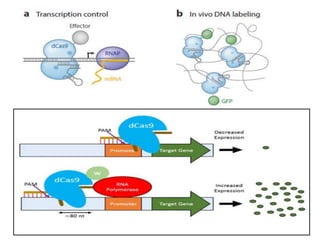 Crispr m.raveendra reddy | PPTX